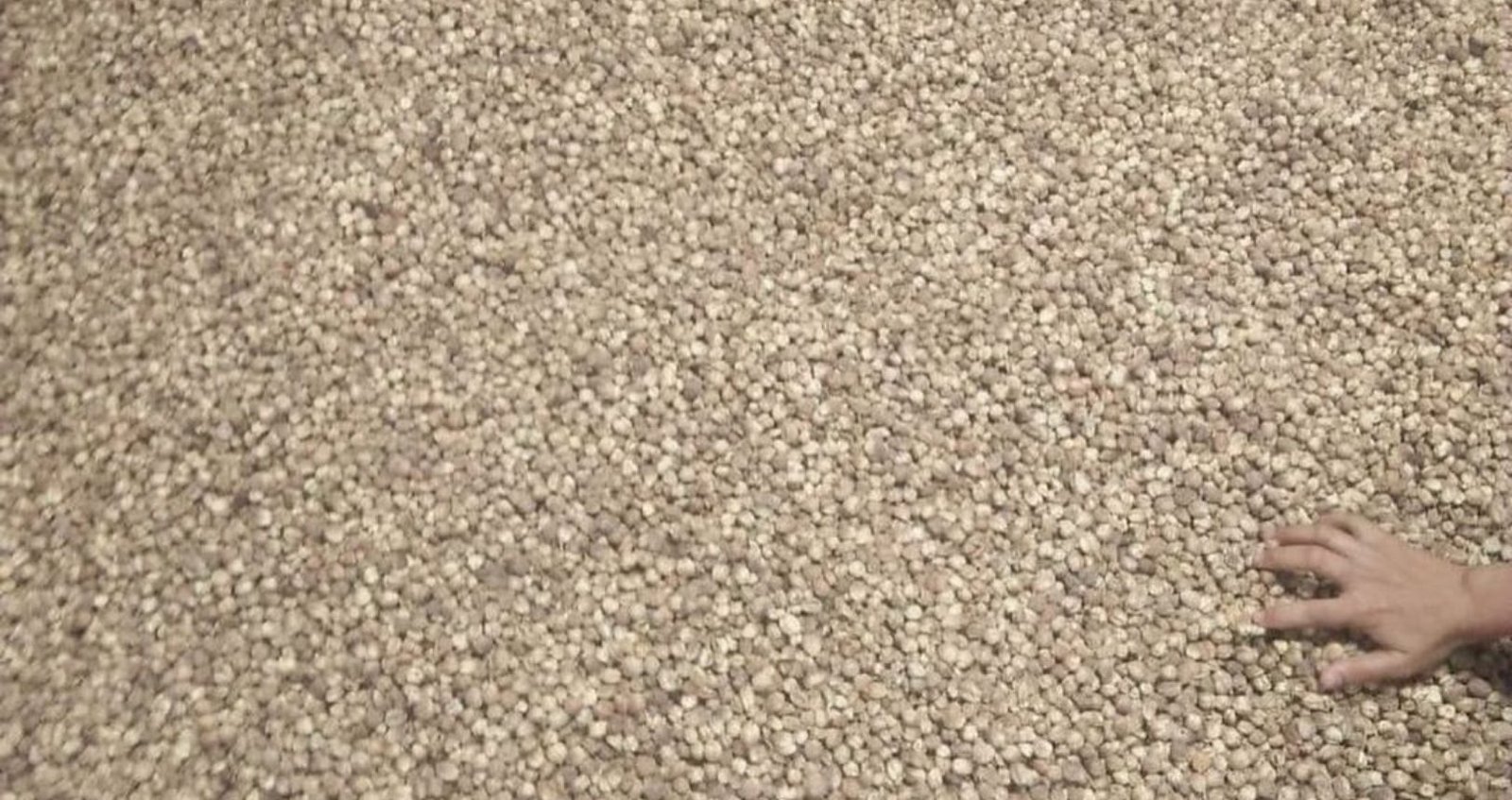 white pepper