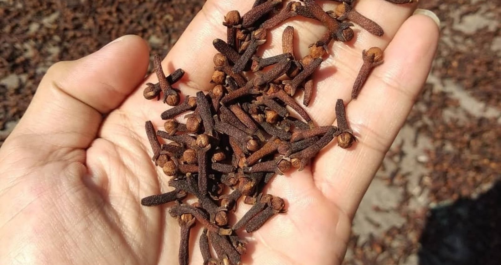 clove